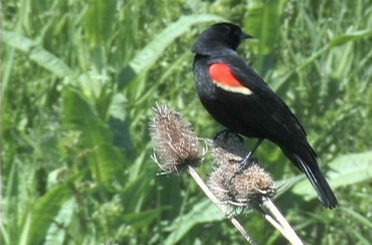 Blackbird, Red-winged 5