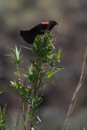 Blackbird, Red winged a