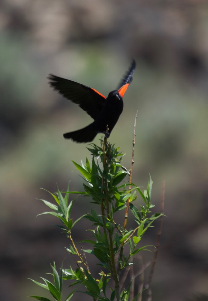 Blackbird, Red winged b