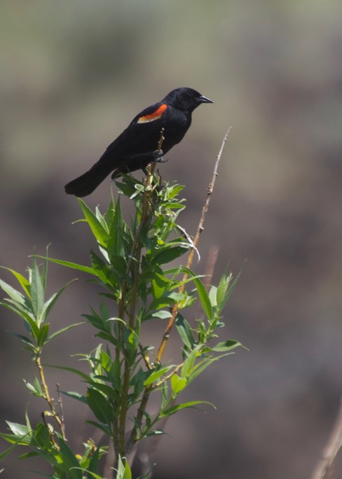 Blackbird, Red-winged Eastern Oregon 3