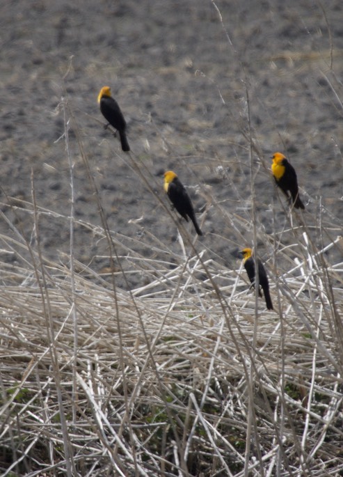 Tule Lake NWR, California