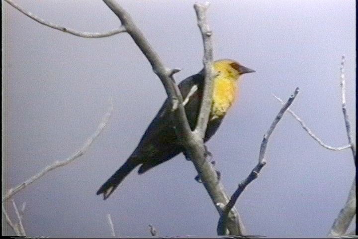 Blackbird, Yellow-headed Wyo2