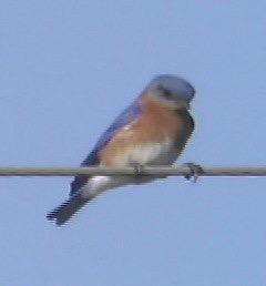 Bluebird, Eastern 2