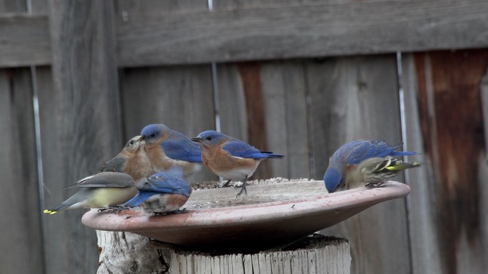 Bluebird, Eastern Hillsboro, NM 12:2018