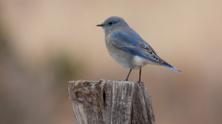 Bluebird, Mountain - NM 2022 b