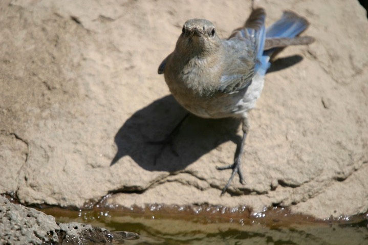 Bluebird, Mountain 4