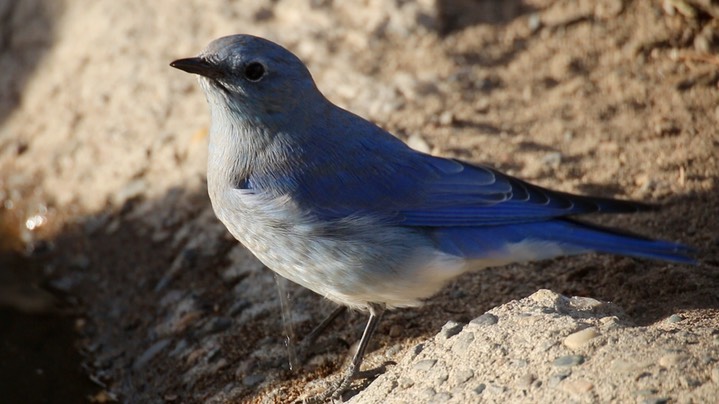 Bluebird, Mountain (Oregon) 1