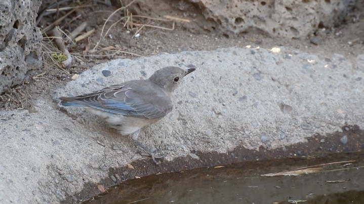 Bluebird, Mountain (Oregon) 2