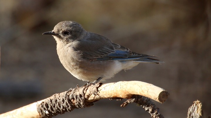 Bluebird, Mountain (Oregon)