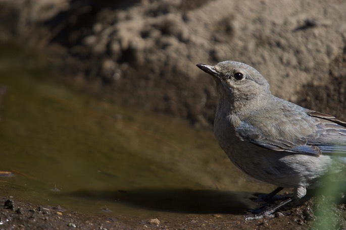 Bluebird, Mountain1