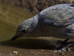 Bluebird, Mountain2