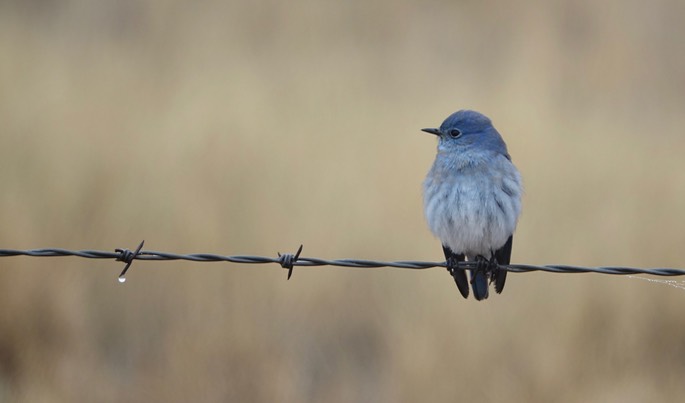 Bluebird, Western - Sialia mexicana - Nutt Grasslands