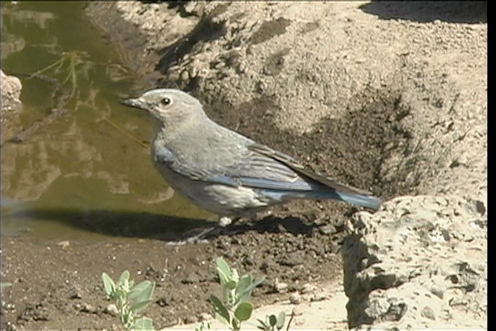 Bluebird, Western 1