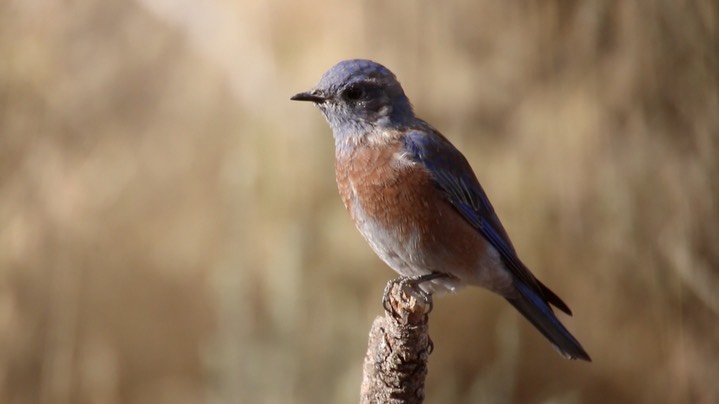 Bluebird, Western (Oregon)