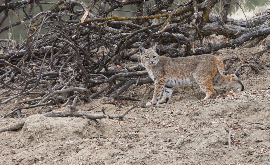 Bobcat