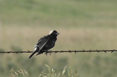 Bobolink 2