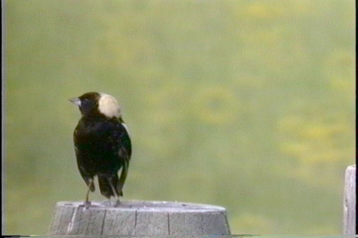 Bobolink2-1