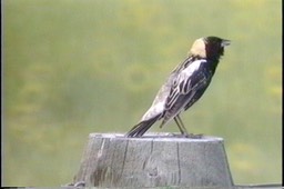 Bobolink