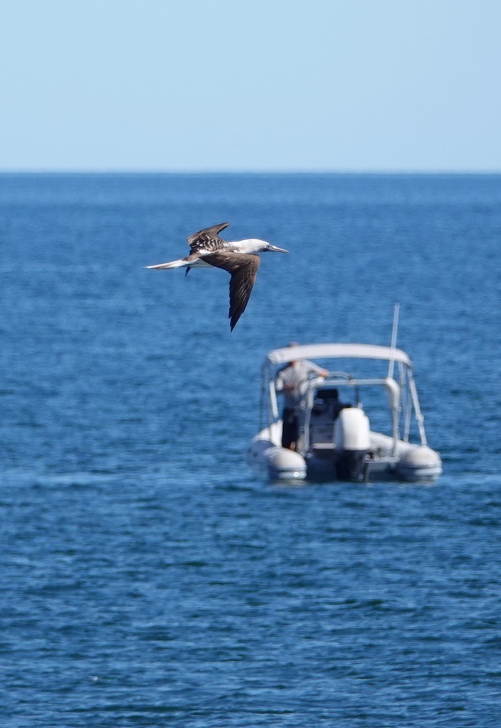  Booby, Blue-footed 7Loreto, Baja California Sur