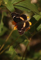 Bordered Patch - Chlosyne lacinia (1)