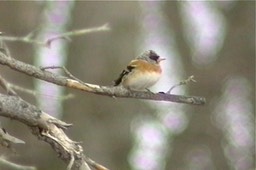 Brambling 1