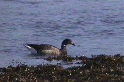 Brant 1