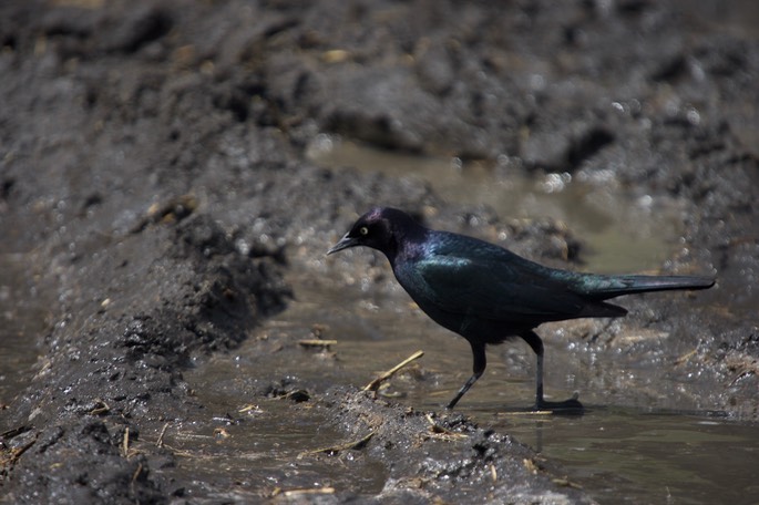 Brewer's Blackbird, Euphagus cyanocephalus3