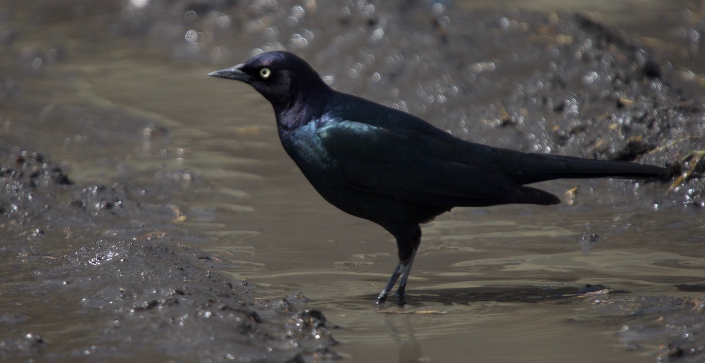 Tule Lake NWR, California