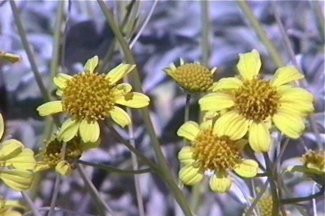 Brittlebush