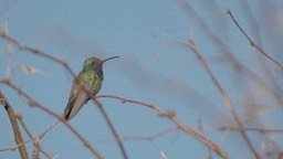 Broad-billed Hummingbird