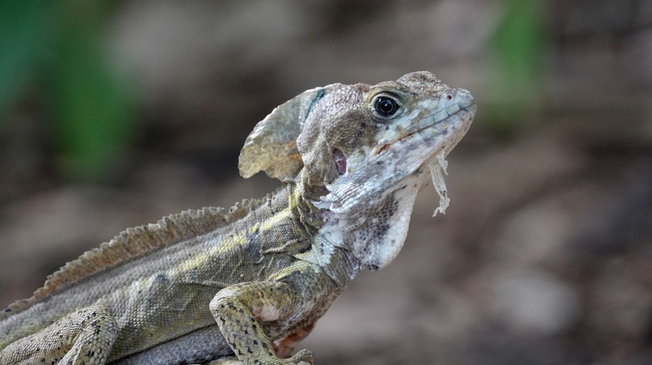 Brown Basilisk, Basiliscus vittatus31