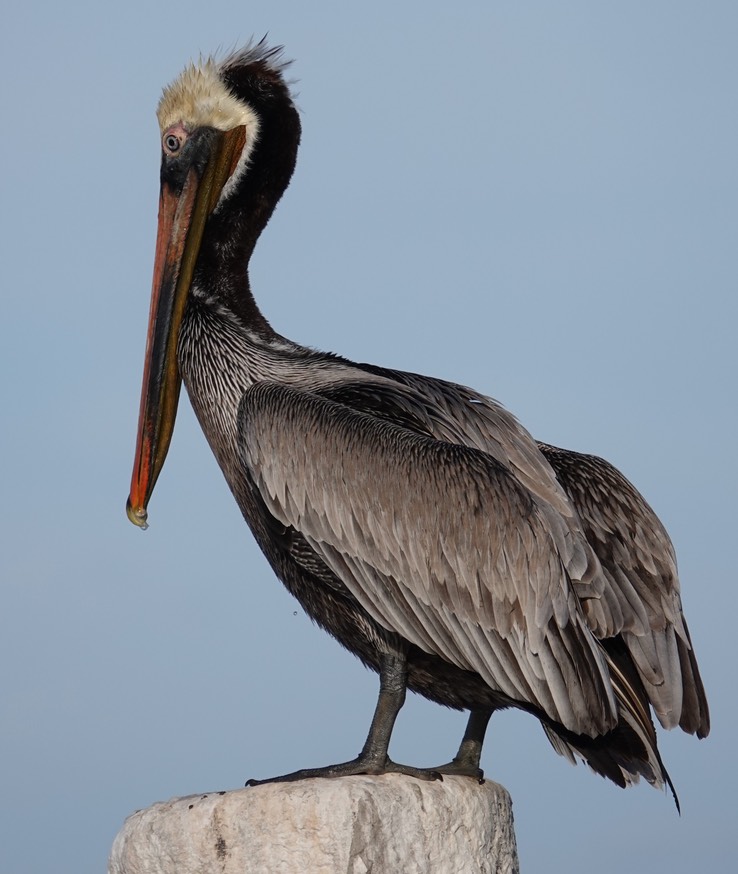 Brown Pelican, Bahia de los Angeles, Baja California (9)