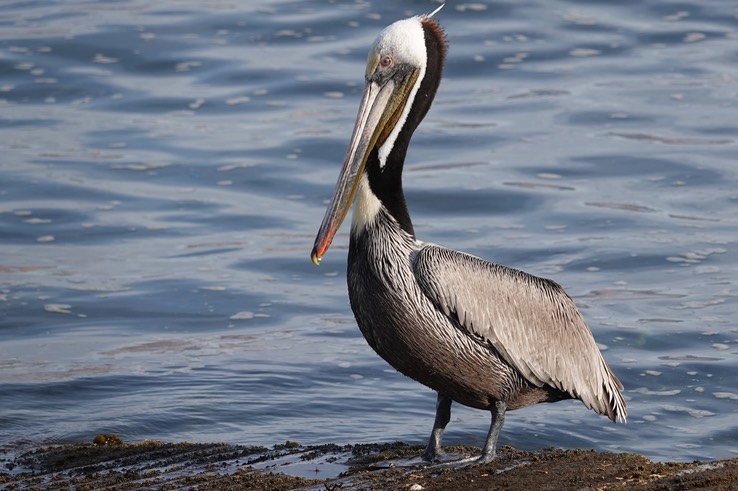 Brown Pelican, Bahia de los Angeles, Baja California (2)