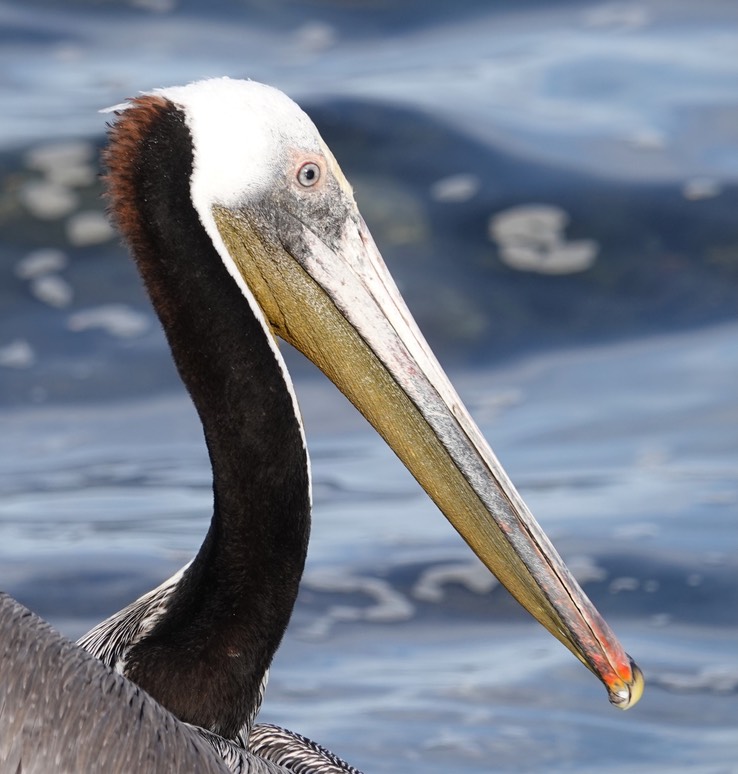 Brown Pelican, Bahia de los Angeles, Baja California (4)