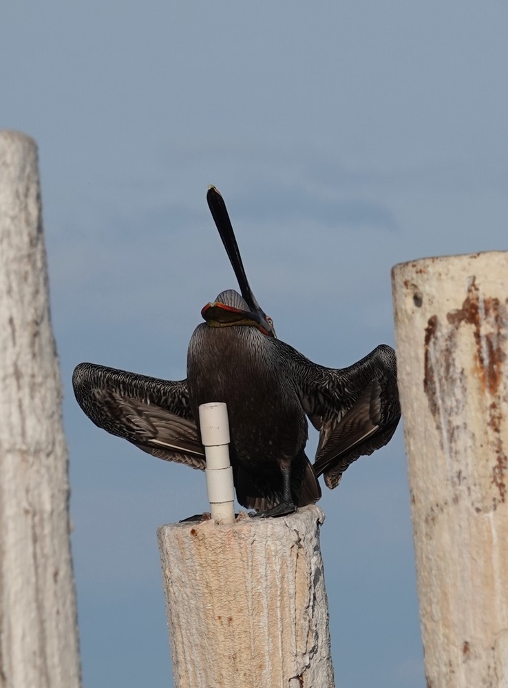 Brown Pelican, Bahia de los Angeles, Baja California (6)