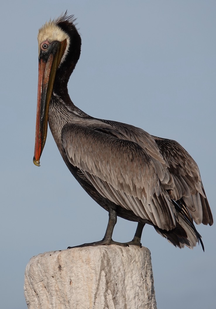 Brown Pelican, Bahia de los Angeles, Baja California (8)