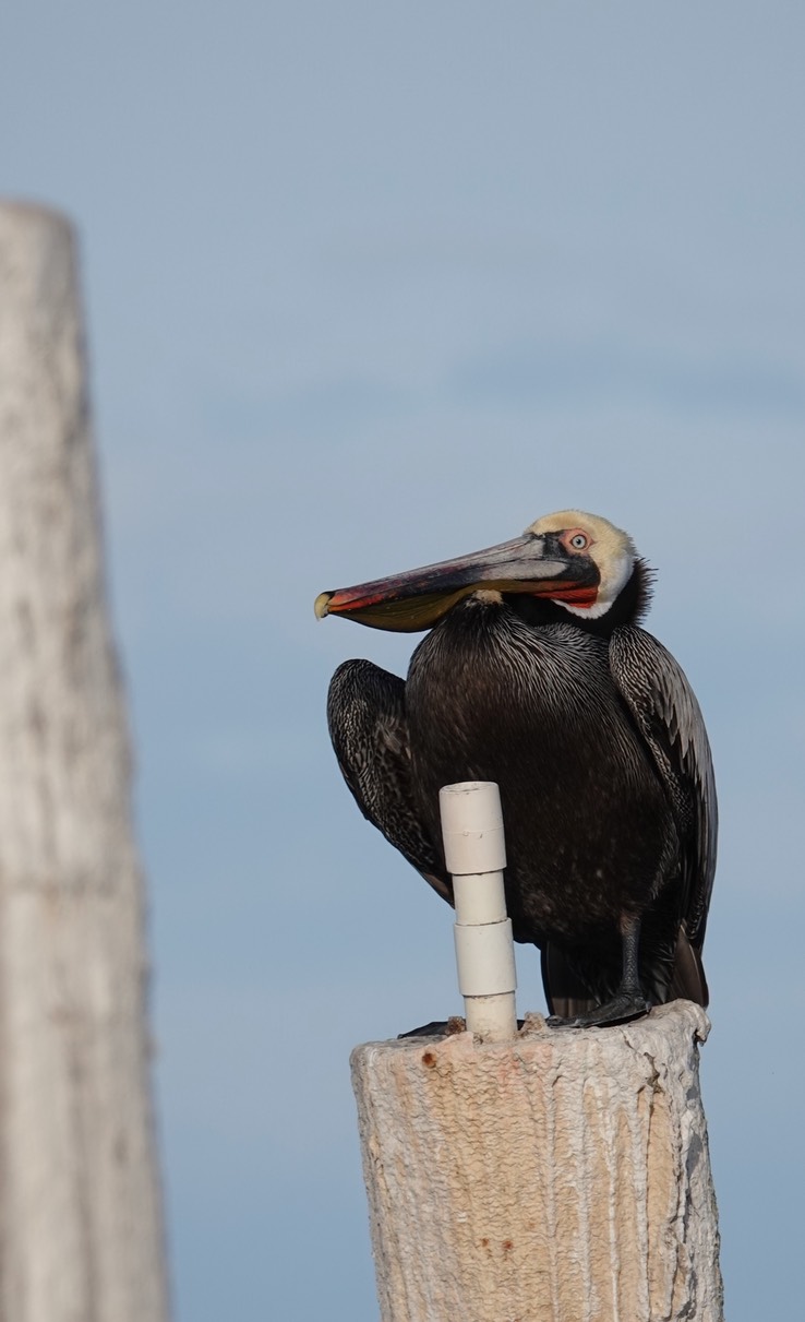 Brown Pelican, Bahia de los Angeles, Baja California (7)