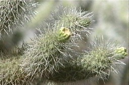 buckthorn cholla 1