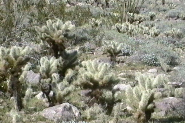 buckthorn cholla 2