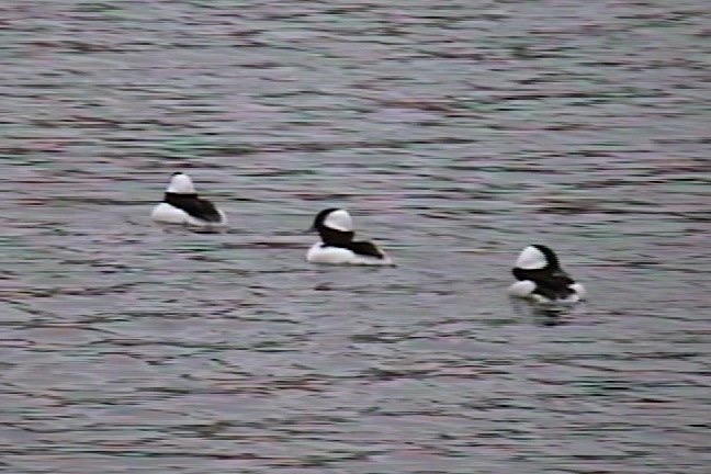 Bufflehead 2_1