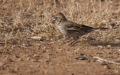 Bunting, Lark 5