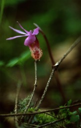 Calypso Orchid540