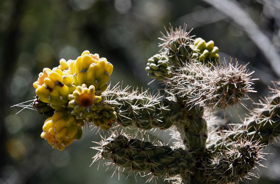 cane cholla1