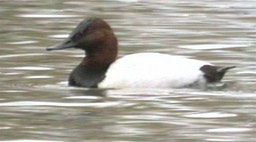 Canvasback 1_1