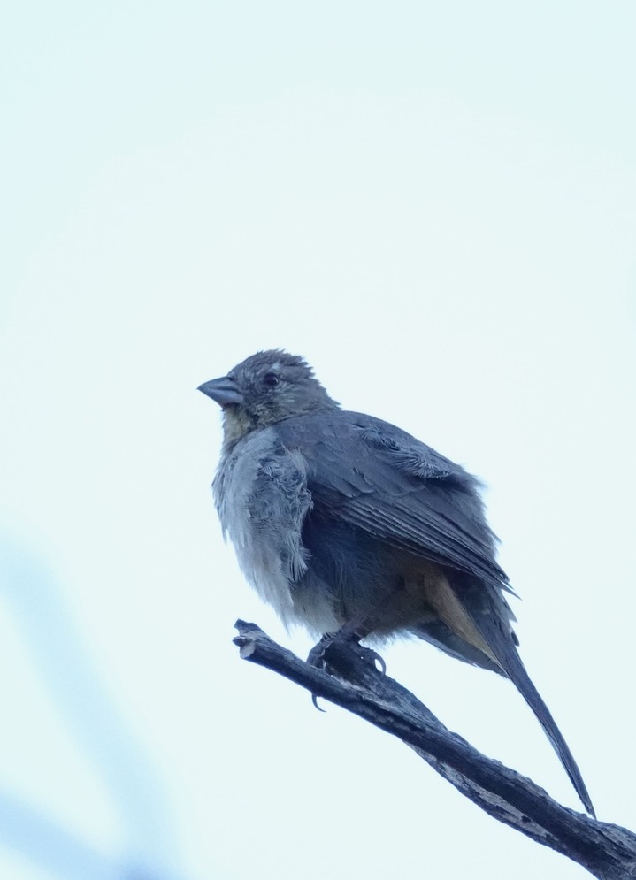 Canyon Towhee, Chisos Basin Big Bend National Park, Texas (3)