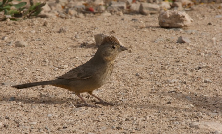 Canyon Towhee Tucson 4