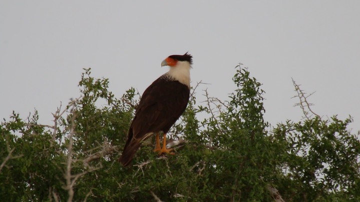 Caracara, Northern Crested 1