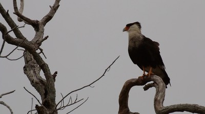 Caracara, Northern Crested 2