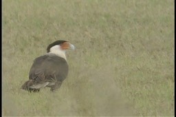 Caracara, Northern