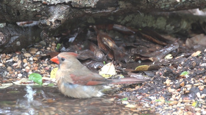 Cardinal, Northern (High Island, Texas) 1